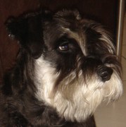 honden foto van Joske