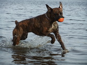 honden foto van nexzz