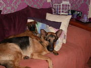 honden foto van chantal