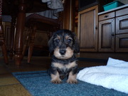 honden foto van Anne-Marie