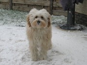 honden foto van cindy-max