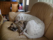 honden foto van Ghost en Ziva