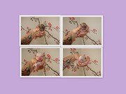 honden foto van Alischa