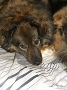 honden foto honden foto van NaomiLoveSpikey