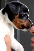 honden foto van Cameron