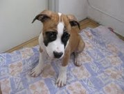 honden foto van Slungel