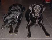 honden foto van Jolanda