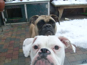 honden foto honden foto van missdoggy