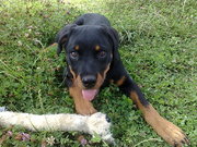 honden foto van Kay-Lee