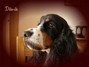 honden foto van Riannewiesje 