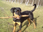 honden foto van Astrid den Boer