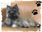 honden foto van ellis