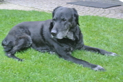 honden foto honden foto van Arlette Hoppenbrouwers