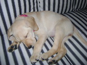 honden foto honden foto van wendy suringbroek