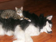 honden foto van jessica