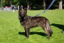honden foto van De Wolf Tim
