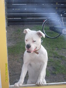 honden foto van Franny