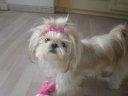honden foto van jeannette