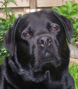 honden foto van resdiray