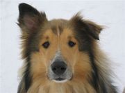 honden foto van carla tournier