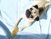 honden foto van Janneke