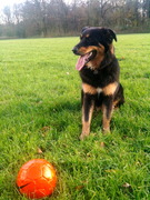 honden foto van Krist