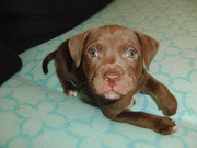 honden foto van Sabine