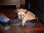 honden foto van Remko & Patricia