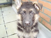 honden foto van brenda en xantos