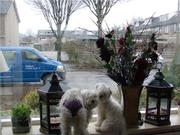 honden foto honden foto van JEANINE