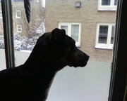 honden foto van julie