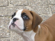 honden foto van Kim & Lara : ) 