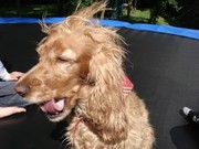 honden foto van Milena