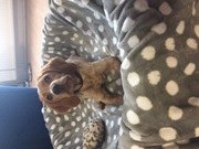 honden foto van Joyce