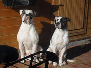 honden foto van W.Nance