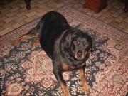 honden foto honden foto van carolien