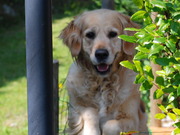 honden foto van kirza