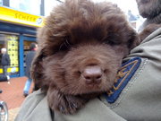 honden foto van Betty