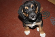 honden foto van Simone en Pepper