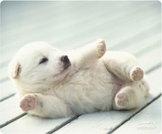 honden foto van maxime