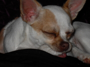 honden foto van marjolein