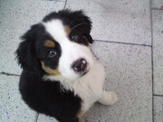 honden foto van Dennis