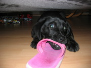 honden foto van ilse <3