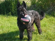 honden foto van Wout