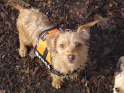 honden foto van Ivanne