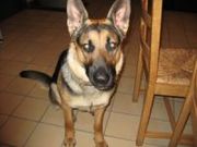 honden foto honden foto van Carline