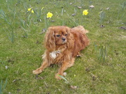 honden foto van Evelien huurman