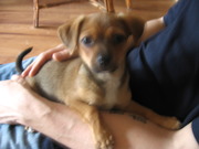 honden foto van Jade de Jong