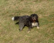 honden foto van Robeliane de la Forêt