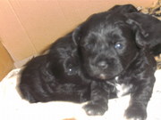 honden foto van irene brebels 